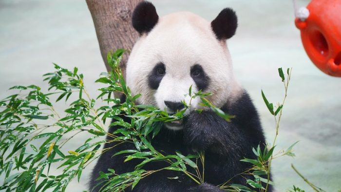 Panda Yuan Yuan in Taipei zoo, Taiwan. Giant panda (ailuropoda melanoleuca)