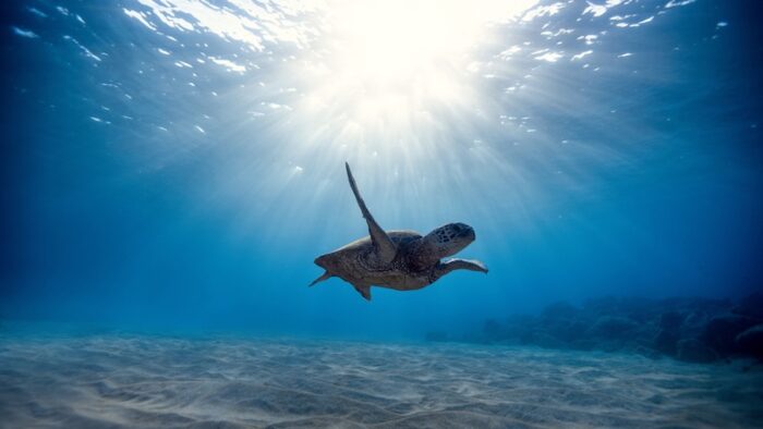 Ocean Diplomacy at the Third UN Ocean Conference