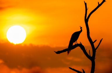 Sourabh Bharti/Shutterstock